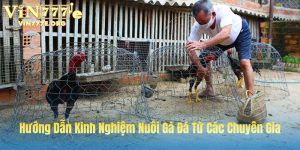 Kinh nghiệm nuôi gà đá từ A-Z